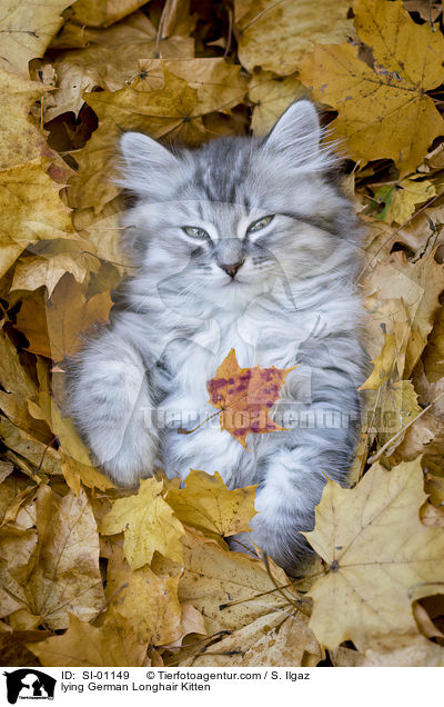 liegendes Deutsch Langhaar Ktzchen / lying German Longhair Kitten / SI-01149