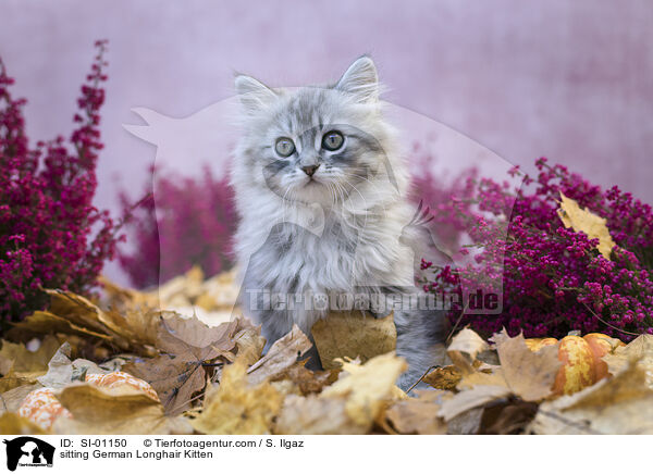 sitzendes Deutsch Langhaar Ktzchen / sitting German Longhair Kitten / SI-01150