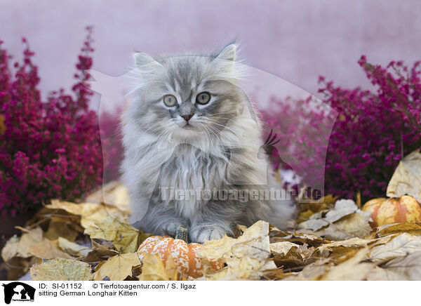 sitzendes Deutsch Langhaar Ktzchen / sitting German Longhair Kitten / SI-01152
