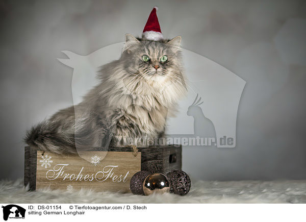 sitzende Deutsch Langhaar / sitting German Longhair / DS-01154
