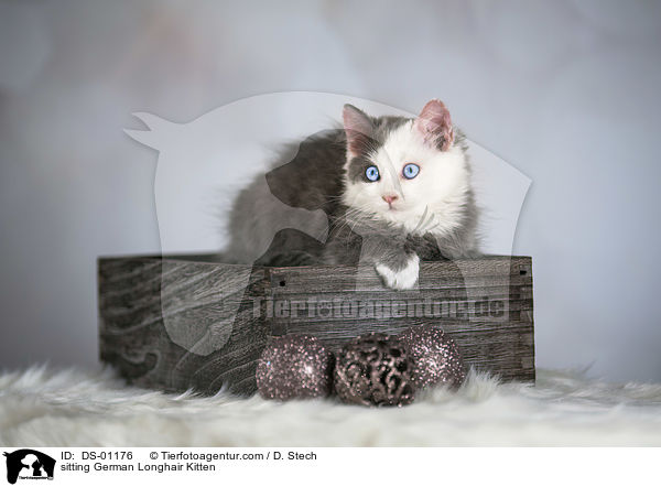 sitzendes Deutsch Langhaar Ktzchen / sitting German Longhair Kitten / DS-01176