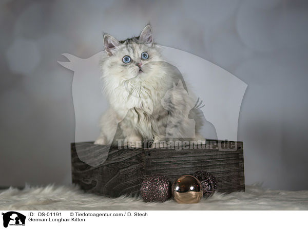 Deutsch Langhaar Ktzchen / German Longhair Kitten / DS-01191
