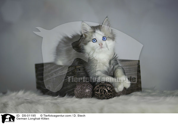 Deutsch Langhaar Ktzchen / German Longhair Kitten / DS-01195
