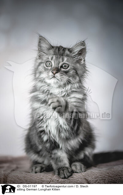 sitzendes Deutsch Langhaar Ktzchen / sitting German Longhair Kitten / DS-01197