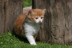 German Longhair Kitten