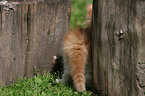 German Longhair Kitten