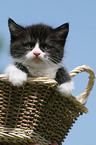 German Longhair Kitten