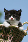 German Longhair Kitten