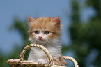 German Longhair Kitten