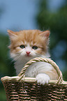 German Longhair Kitten