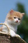German Longhair Kitten