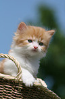 German Longhair Kitten