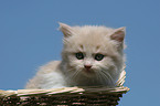 German Longhair Kitten