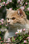 German Longhair