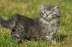 German Longhair kitten