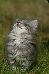 German Longhair kitten