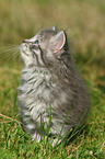 German Longhair kitten