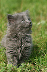 German Longhair kitten