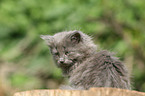 German Longhair kitten