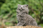 German Longhair kitten