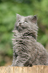 German Longhair kitten
