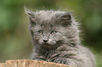 German Longhair kitten