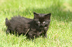 German Longhair kitten