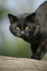 German Longhair