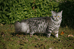 German Longhair