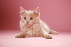 lying German Longhair
