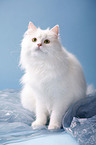 German Longhair