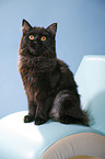 German Longhair