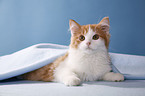lying German Longhair