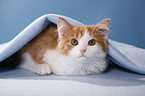 lying German Longhair