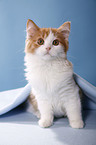 German Longhair kitten