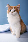 German Longhair kitten