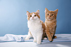 German Longhair kitten