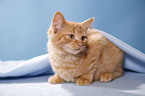 lying German Longhair