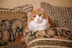 lying German Longhair