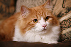 lying German Longhair