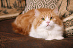 lying German Longhair