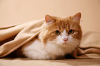lying German Longhair
