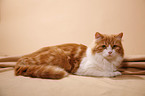 lying German Longhair