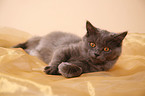lying German Longhair