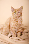 German Longhair kitten