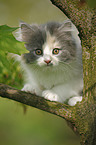 German Longhair kitten