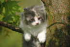 German Longhair kitten