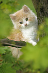 German Longhair kitten