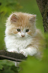 German Longhair kitten