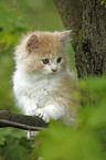 German Longhair kitten